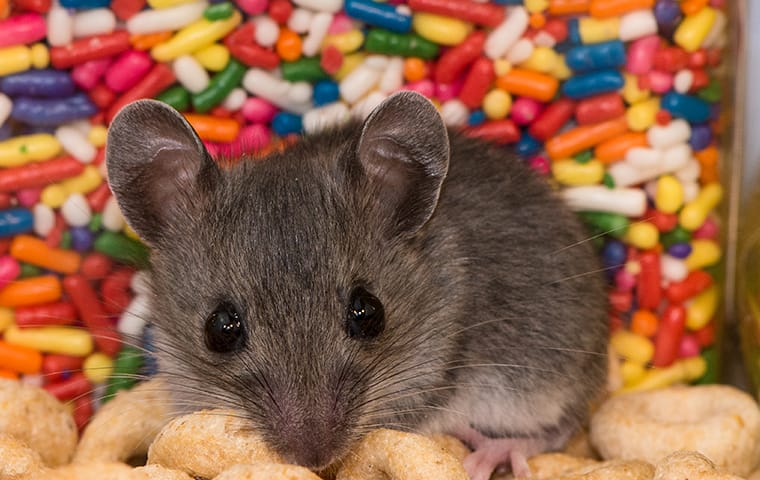 a mouse in a pantry